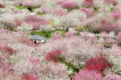 樱の花