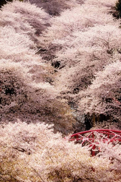 樱の花