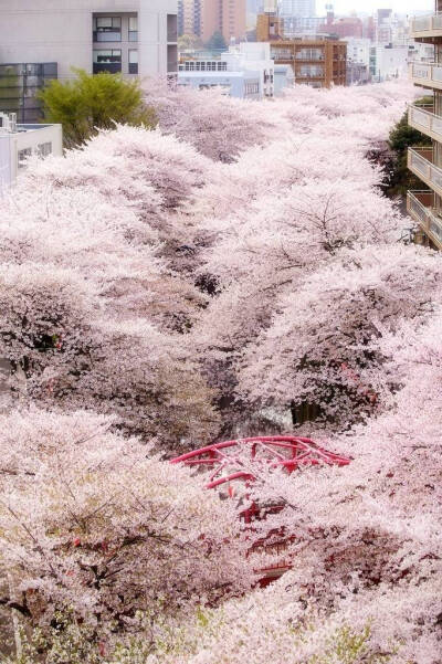 樱の花