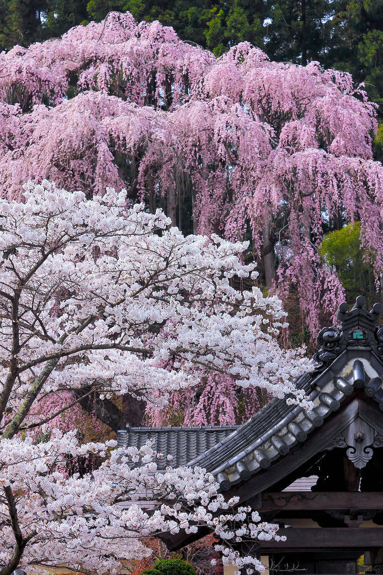 樱の花