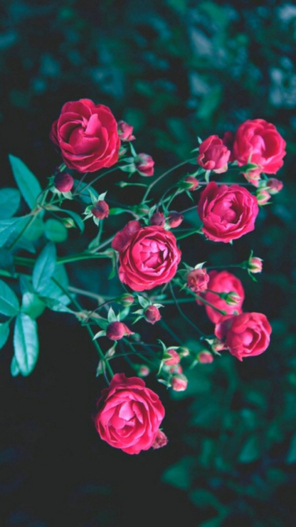 我爱这斑斓的色彩，如同你亲口说出的情话。玫瑰 月季 蔷薇