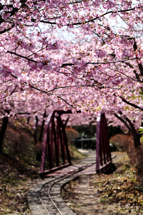 Sakura in Hokkaido, Japan(By Yasuharu Ogasawara)。日本北海道樱花。每年的四五月，绽放的樱花将北海道那种浪漫氛围渲染到极致。一年一度的北海道樱花祭在5月2日至12日期间举行，在此期间整个北海道弥漫在妩媚娇艳的粉红樱花下。