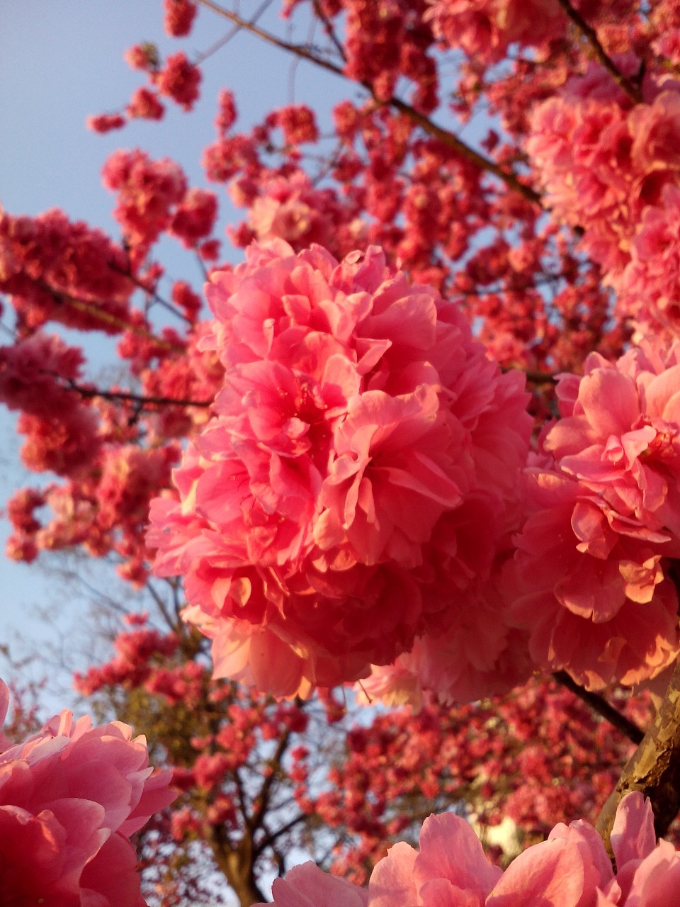 水瓶座是樱草花，它，是樱花