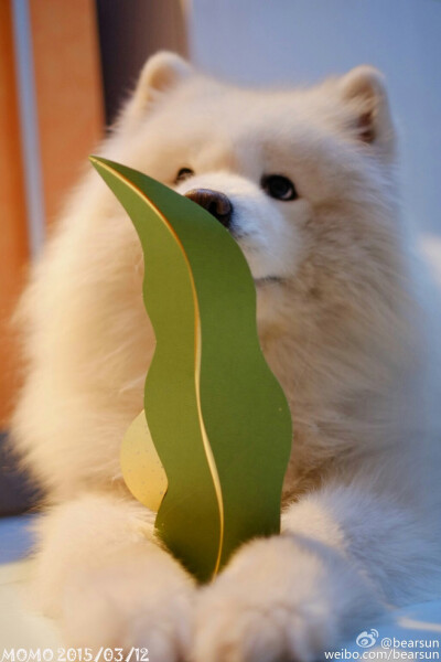【大菇凉】【世界的软肋】萨摩耶 momo @bearsun 萌物 萌宠 可爱 萌 呆软 动物 