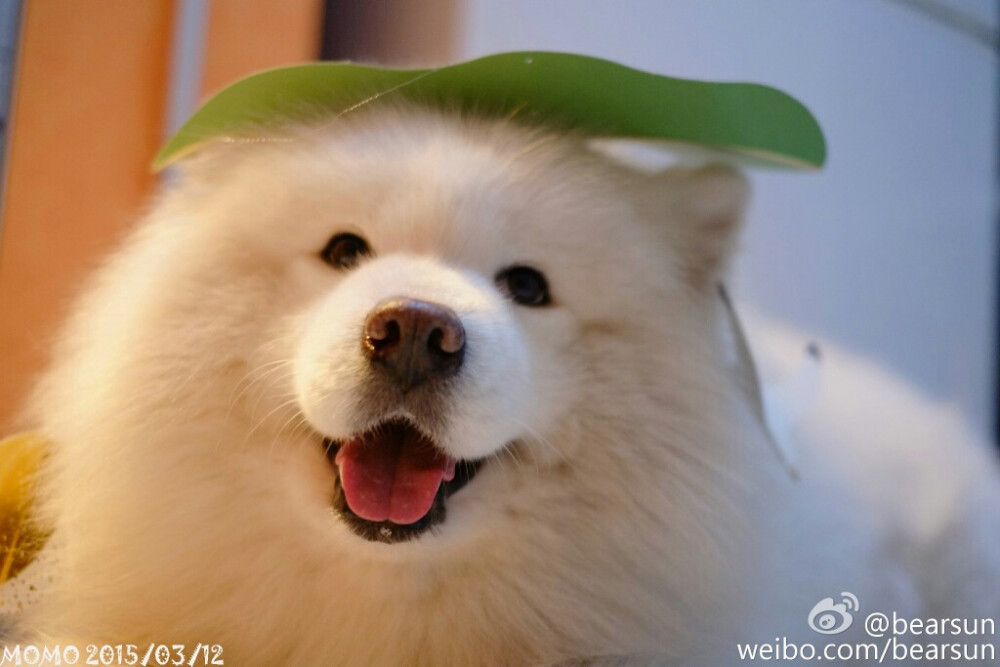 【大菇凉】【世界的软肋】萨摩耶 momo @bearsun 萌物 萌宠 可爱 萌 呆软 动物 