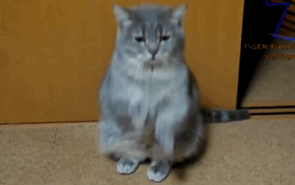 【大菇凉】【世界的软肋】猫猫奴 cat 铲屎官 萌物 萌宠 可爱 萌 呆软 动物 