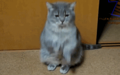 【大菇凉】【世界的软肋】猫猫奴 cat 铲屎官 萌物 萌宠 可爱 萌 呆软 动物 