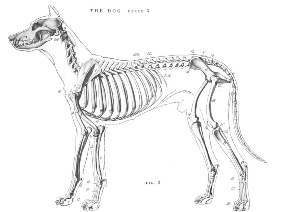 狗骨架