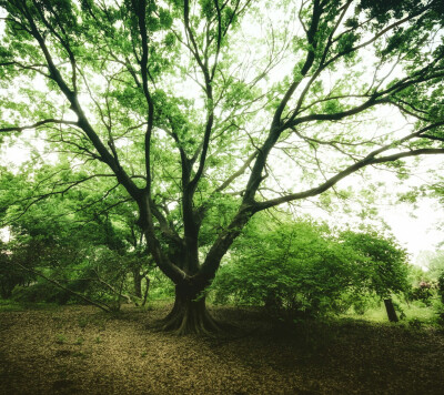 绿树成荫