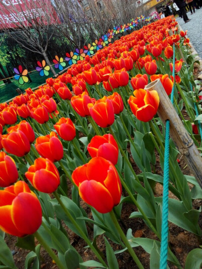 衢州郁金香花展