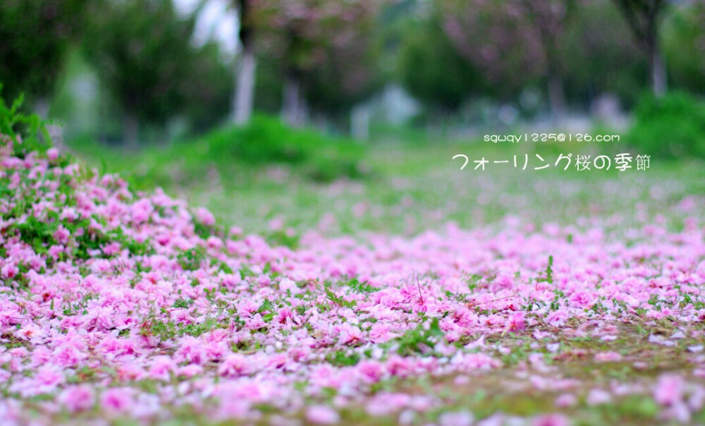 【叁月花开】樱花——花语：生命/纯洁。那场寂寞的樱花雨，缓缓消失在时光的深处，留下永恒的记忆。