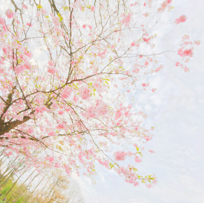【叁月花开】樱花——花语：生命/纯洁。那场寂寞的樱花雨，缓缓消失在时光的深处，留下永恒的记忆。