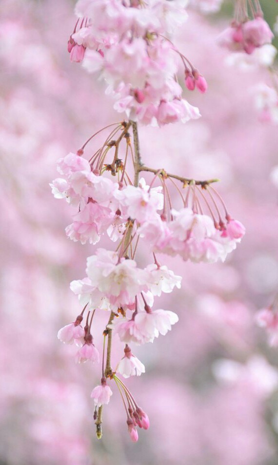 【叁月花开】樱花——花语：生命/纯洁。那场寂寞的樱花雨，缓缓消失在时光的深处，留下永恒的记忆。