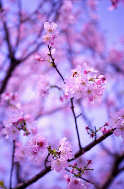 【叁月花开】樱花——花语：生命/纯洁。那场寂寞的樱花雨，缓缓消失在时光的深处，留下永恒的记忆。