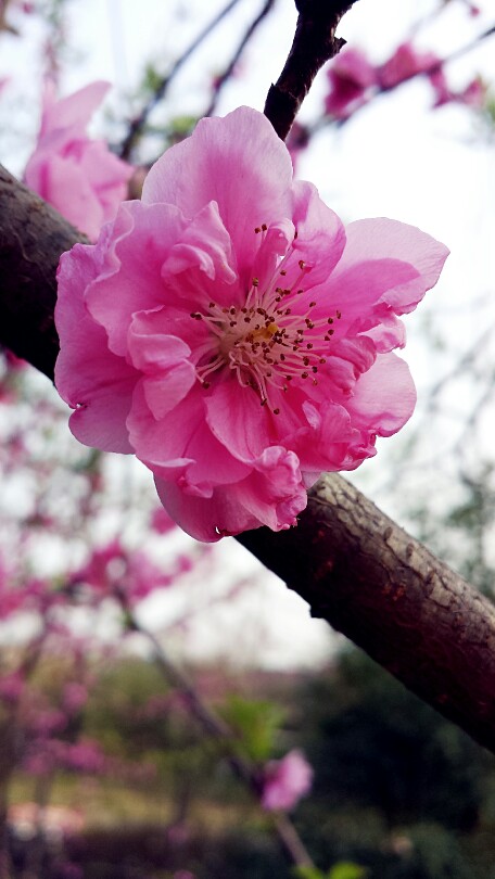 乘着桃花还没谢，狠狠拍吧