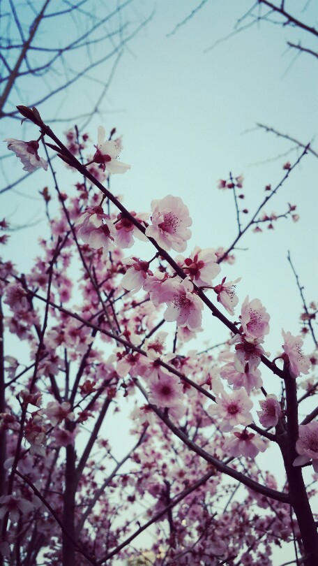 乘着桃花还没谢，狠狠拍吧