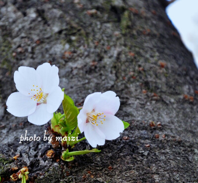 【叁月花开】樱花——花语：生命/纯洁。那场寂寞的樱花雨，缓缓消失在时光的深处，留下永恒的记忆。