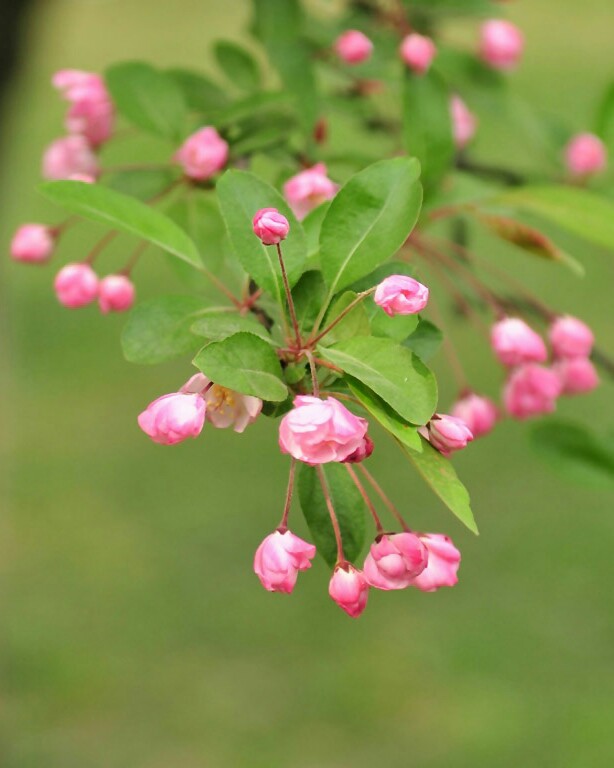 【叁月花开】桃花——花语：爱情的俘虏。＊我的娇媚只为你梳妆，在你经过的路旁娇羞盼望。