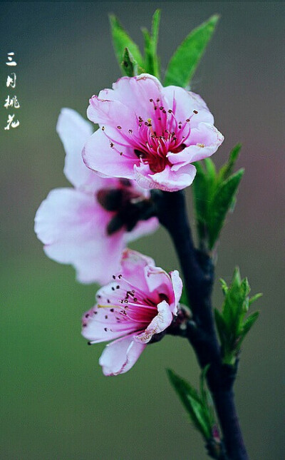 【叁月花开】桃花——花语：爱情的俘虏。＊灼灼桃花，三千繁华。