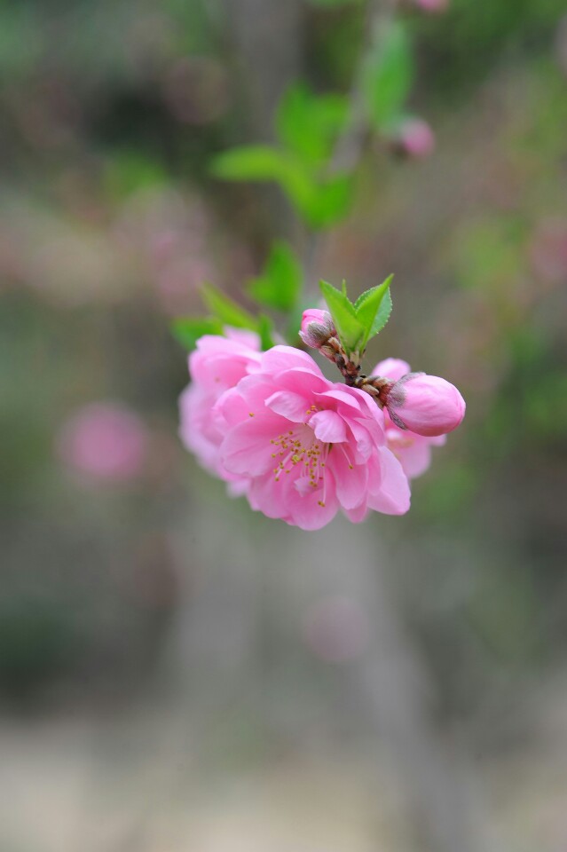 【叁月花开】桃花——花语：爱情的俘虏。＊灼灼桃花，三千繁华。