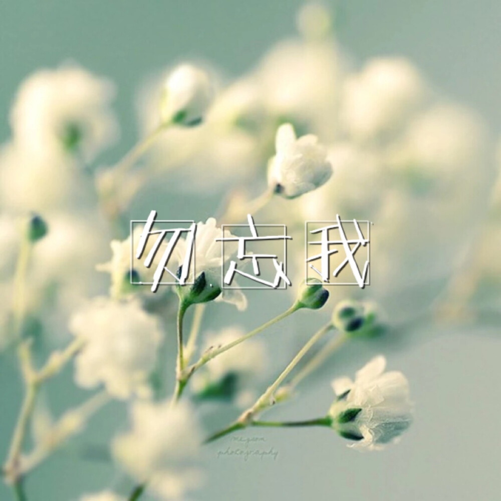 壁纸文字勿忘我