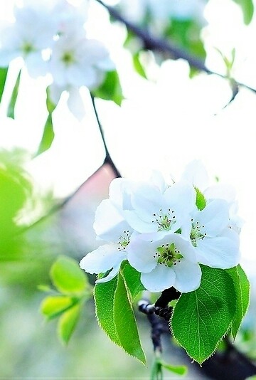 【叁月花开】梨花——花语：纯情/纯真的爱。＊晓梦初妆，梨花雨凉，多少繁华过往皆成伤。