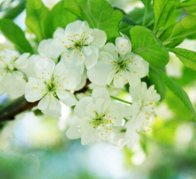 【叁月花开】梨花——花语：纯情/纯真的爱。＊晓梦初妆，梨花雨凉，多少繁华过往皆成伤。