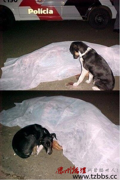 你怎么舍得，留我独自活着。