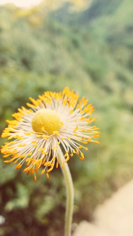 陌上花开