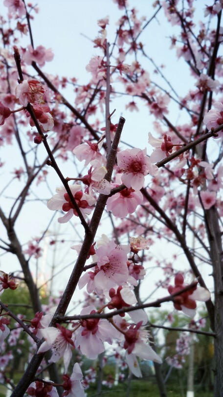 花枝乱颤