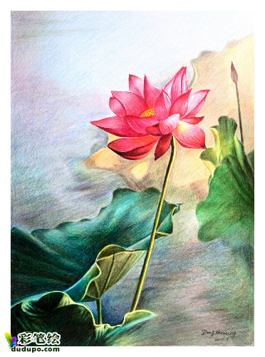 彩铅画，荷花