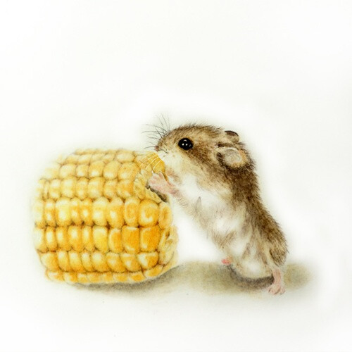 彩铅画玉米与鼠
