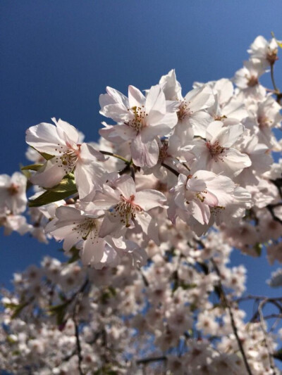 那些花儿— 湖北武汉 武汉大学 浪漫樱花 樱花雨