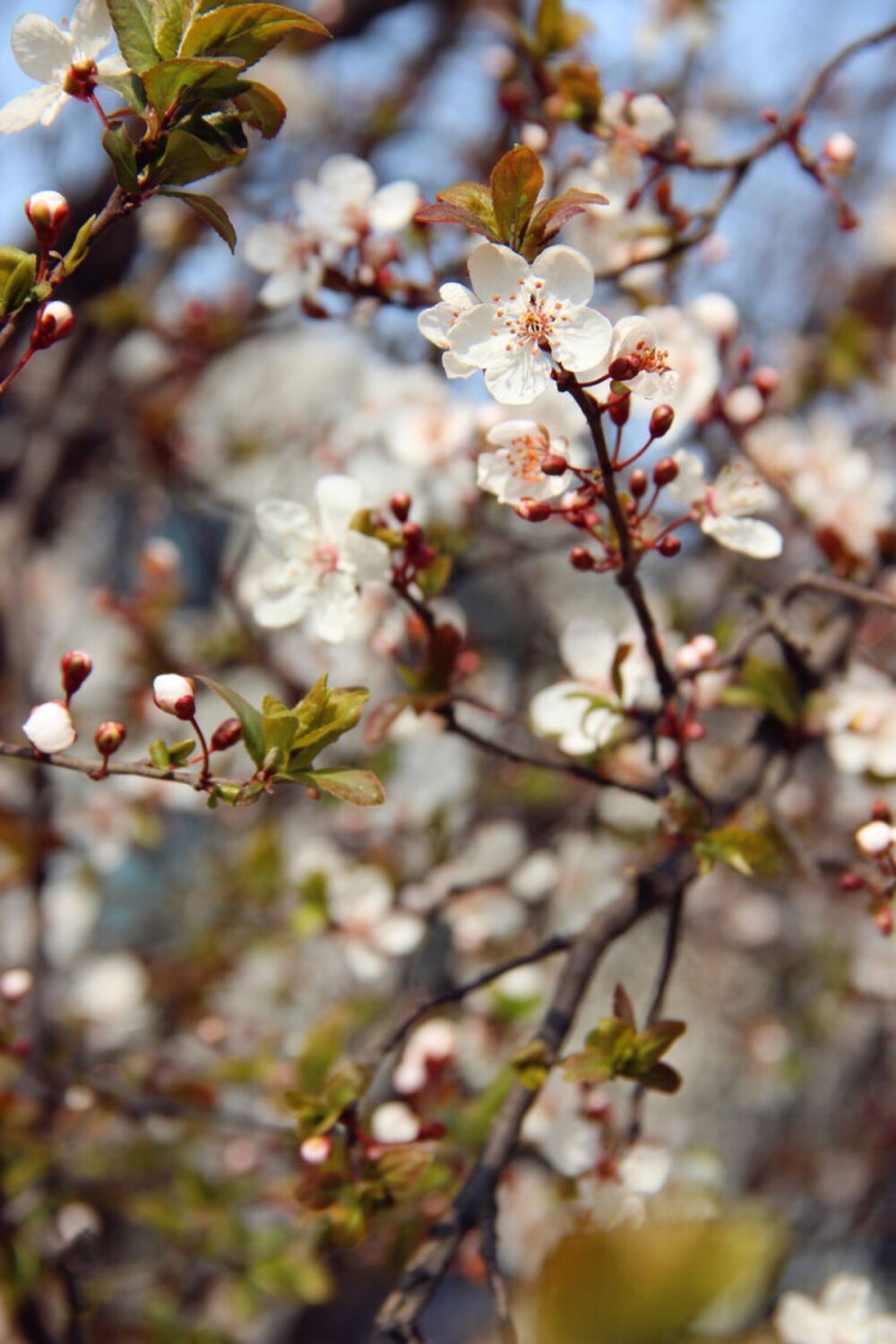 那些花儿— 湖北武汉 武汉大学 浪漫樱花 樱花雨