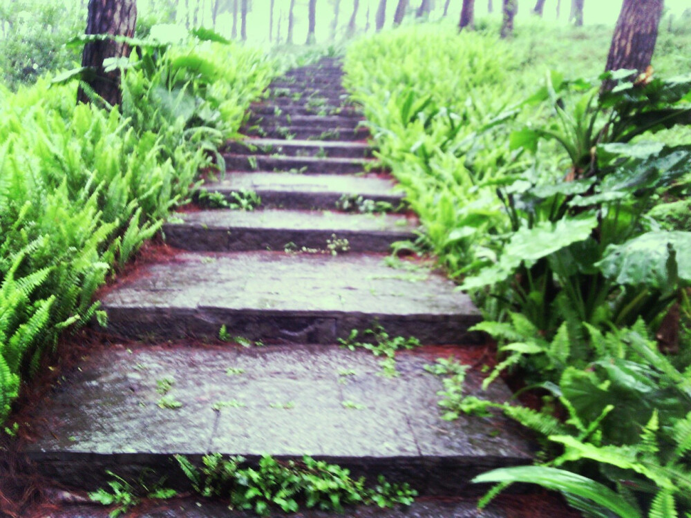 春雨蒙蒙，沿着山上的石板路走向山顶踏青，满山的绿油油，那感觉好像世界都是绿色的。。。。。