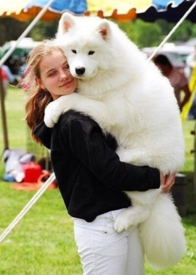 【大菇凉】【世界的软肋】萨摩耶 狗 萌物 萌宠 可爱 萌 呆软 动物