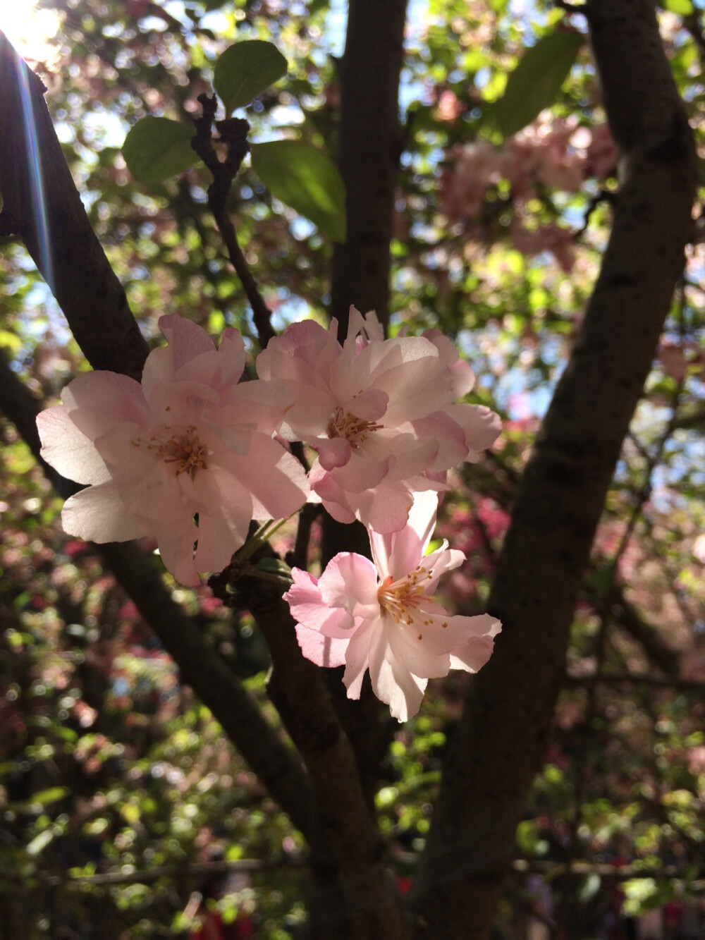 昆明 春城的花