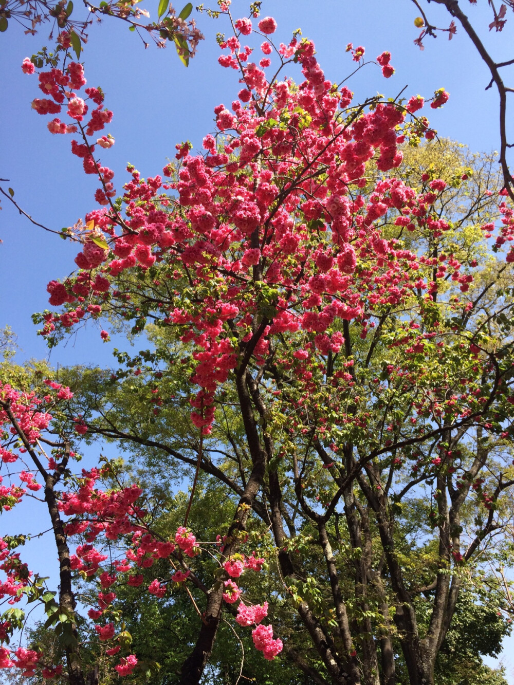 春城 花开