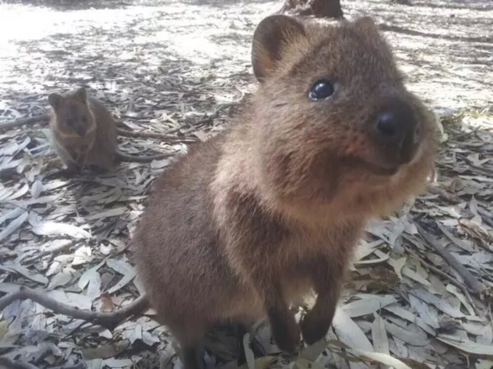 短尾矮袋鼠 (Quokka)——我的自拍我作主