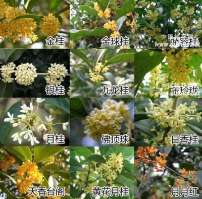 桂花