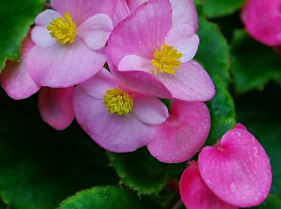 【叁月花开】四季海棠——花语：快乐聪慧。＊谁知明时湖东落漫卷绵延。素手拂丝弦海棠碎阶前。