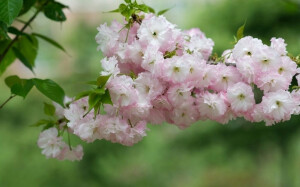 【叁月花开】垂丝海棠——花语：游子思乡。＊海棠不惜胭脂色，独立细雨中。