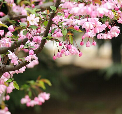 【叁月花开】垂丝海棠——花语：游子思乡。＊海棠不惜胭脂色，独立细雨中。