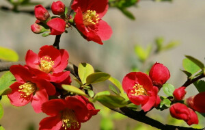 【叁月花开】贴梗海棠——花语：平凡、热情。＊你说，陋室闻香，西亭酌酒。后来，轩窗听雨，海棠依旧。