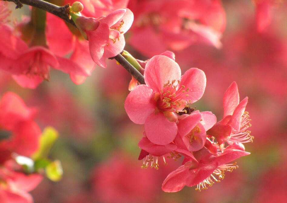 【叁月花开】贴梗海棠——花语：平凡、热情。＊你说，陋室闻香，西亭酌酒。后来，轩窗听雨，海棠依旧。