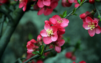 【叁月花开】贴梗海棠——花语：平凡、热情。＊你说，陋室闻香，西亭酌酒。后来，轩窗听雨，海棠依旧。