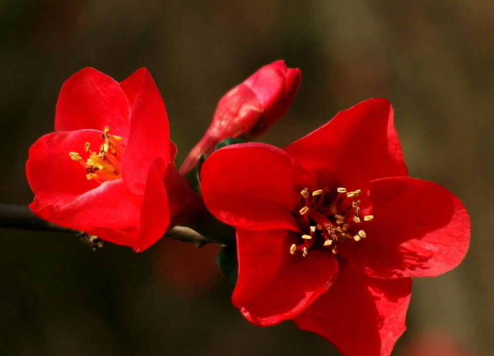 【叁月花开】贴梗海棠——花语：平凡、热情。＊你说，陋室闻香，西亭酌酒。后来，轩窗听雨，海棠依旧。