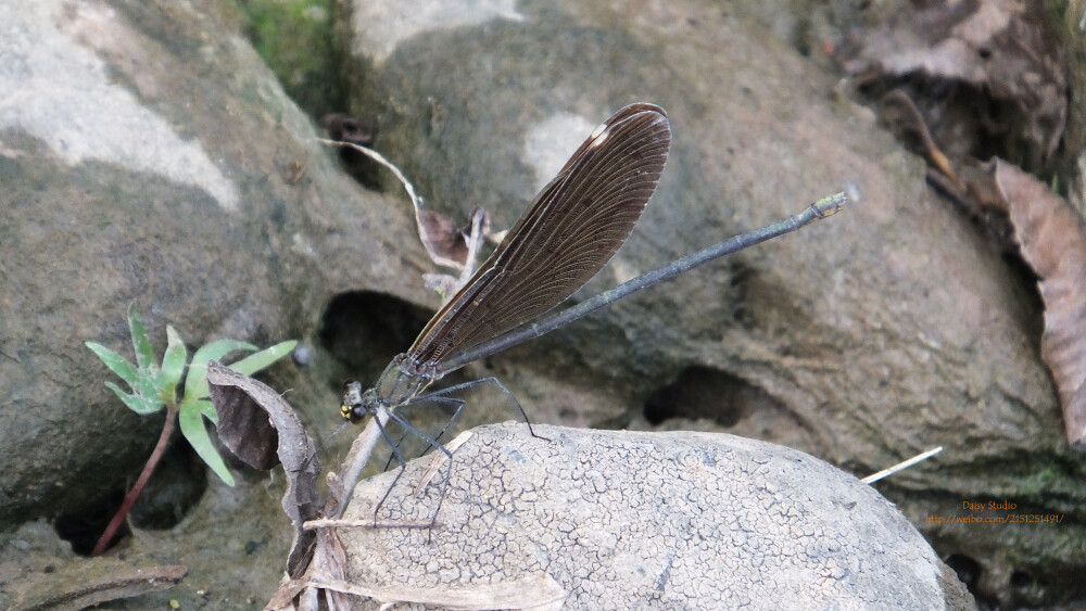 3.她看到蜻蜓正在石头上雕刻，就朝着蜻蜓热情地招手：“蜻蜓小姐，今天天气不错哦！”蜻蜓小姐停住手里的刻刀，朝家乡的河绽放美丽的微笑。