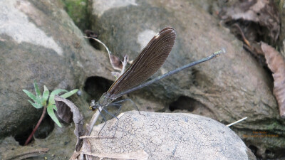 3.她看到蜻蜓正在石头上雕刻，就朝着蜻蜓热情地招手：“蜻蜓小姐，今天天气不错哦！”蜻蜓小姐停住手里的刻刀，朝家乡的河绽放美丽的微笑。
