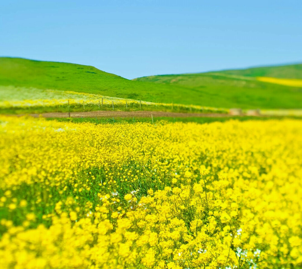 *油菜花开,开满思念的海洋.